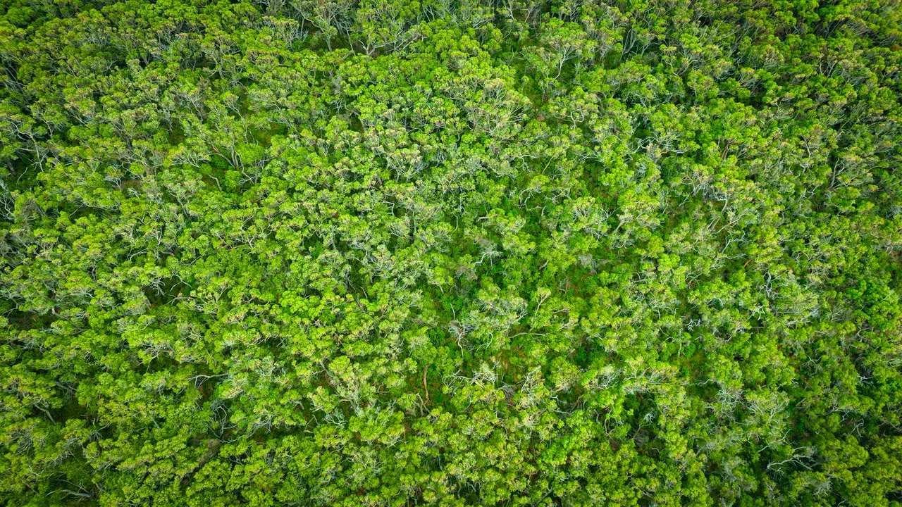 Aerial view of dense forest canopy