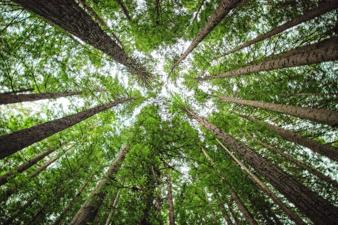 Looking up through a tall forest canopy